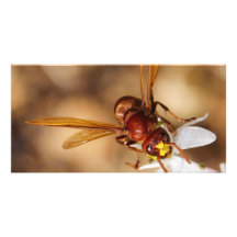 Die orientalische Hornisse Orientalis Foto Karte