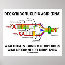 Dire de Darwin Mendel de l'acide désoxyribonucléiq Poster