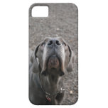 Dogge am Ohr iPhone 5 Schutzhüllen
