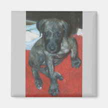 DOGGE-WELPE KÜHLSCHRANKMAGNETE