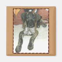 DOGGE-WELPE MAGNETE