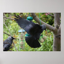 Dohle mit fettem Ball-Plakat