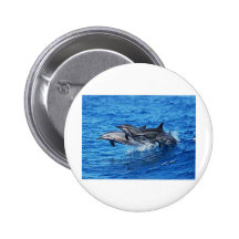 dolphins.jpg badges