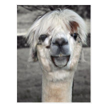Doof Lama-Postkarte