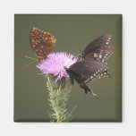 Drei Schmetterlinge auf Distel Kühlschrankmagnete