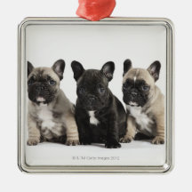 Drei Zucht- Welpen Ornament
