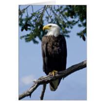 Eagle chauve - cartes