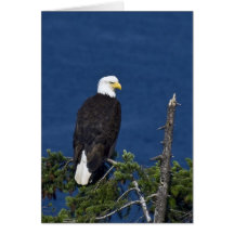 Eagle chauve sur l'arbre de sapin - cartes