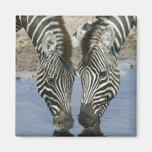 Eau potable de deux zèbres (quagga d'Equus), Magnets