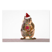 Écureuil de Noël avec du sucre de canne Art Photographique