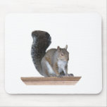 Écureuil Tapis De Souris