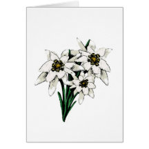 Edelweiss Blumen Grußkarten