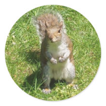 Eichhörnchen-Aufkleber