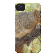 EICHHÖRNCHEN iPhone 4 Case-Mate HÜLLEN