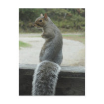 Eichhörnchen