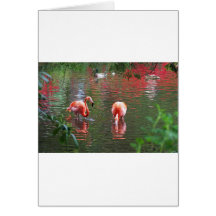 Ein Stück vom Paradies Flamingos Grußkarte