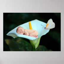 Eine Baby- und Wasserlilien-Blume Posterdruck