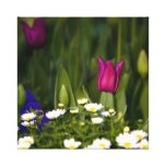Eine Tulpe unter einem Gänseblümchen-Hügel Galerie Falt Leinwand