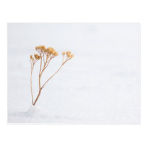 Einfache Schnee-Pflanzen-Postkarte