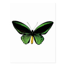 Einzigartiger Entwurf des Schmetterlinges! Postkarte