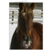 Eis-Pferd Grußkarten