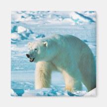Eisbär Kühlschrankmagnete