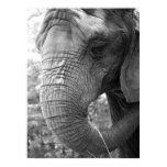 Tiere