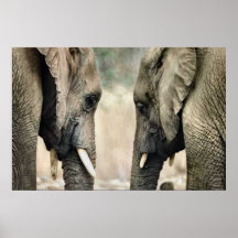 Elefant-Liebhaber-Kunst-Geschenke Plakatdruck
