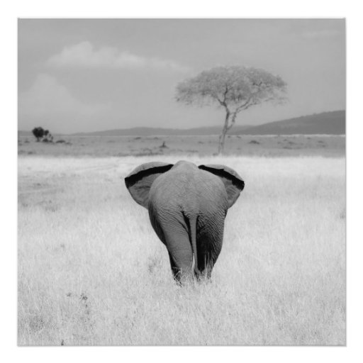 Éléphant, photo de vue arrière