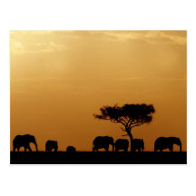Elephants at Sunset Postkarte