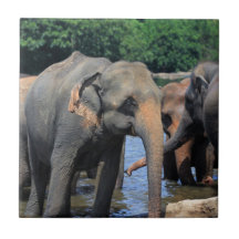 Éléphants se baignant en rivière Sri Lanka Carreaux En Céramique