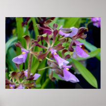 Encyclia cordigera plakatdruck