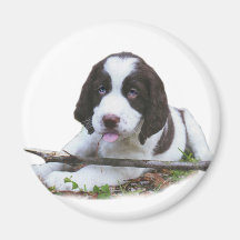 Englischer Springerspaniel-Welpe Kühlschrankmagnete