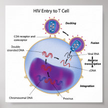 Entrée d'HIV à l'affiche à cellule T