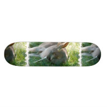 Entspannendes Känguru-Skateboard Skate Board
