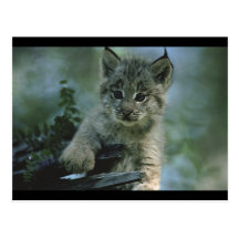 Entzückender Baby-Luchs Postkarte