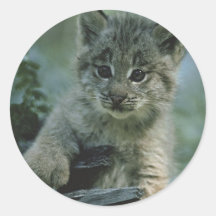 Entzückender Baby-Luchs Sticker