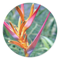 Erhöhte hawaiische Heliconia Blume