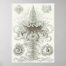 Ernst Haeckel-Kunst-Druck: Siphonophorae Posterdruck