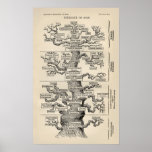 Ernst Haeckels "Baum des Lebens "