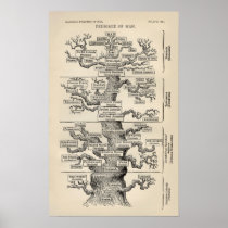Ernst Haeckels "Baum des Lebens "