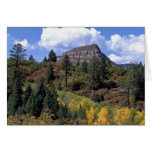 Espen, Colorado Rockies Grußkarte