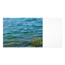 Étang simple de roseau de l'eau de fleur blanche photocarte customisée