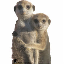 Étreindre de Meerkats - sculpture en photo Photo En Relief