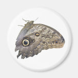 Eulen-Schmetterling Kühlschrankmagnete