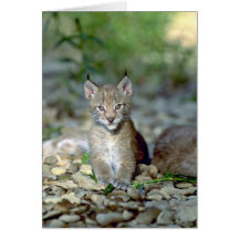 Eurasischer Luchs, junges Kätzchen Karten