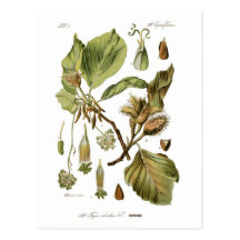 Fagus Silvatica (Buche) Postkarten