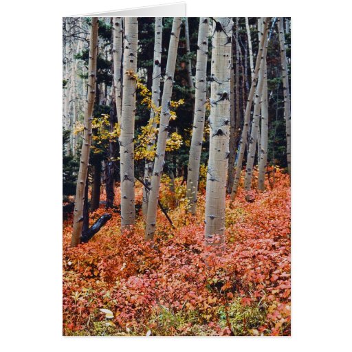 Fall-Espen Karten
