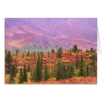 Fallfarbe in Denali Nationalpark