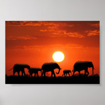 Famille d'éléphant affiche